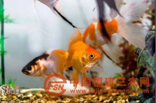 金鱼变成人的短剧视频