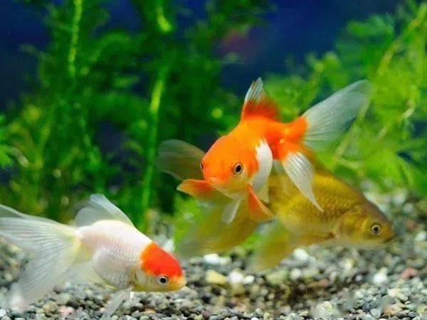 金鱼变成人的短剧视频