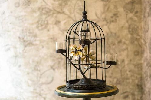 鸟笼变成人魔术视频,鸟笼变人奇观背后的奥秘