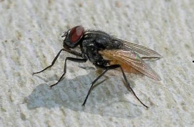 苍蝇变成人类僵尸视频,揭秘人类僵尸的奇异诞生之谜