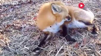 成人A 狐狸视频