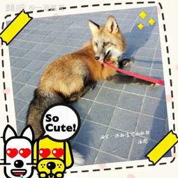 成人A 狐狸视频