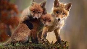 成人A 狐狸视频