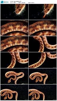蛇化成人素材视频大全,揭秘神秘变身奇观