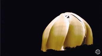 水母它会变成人吗视频讲解