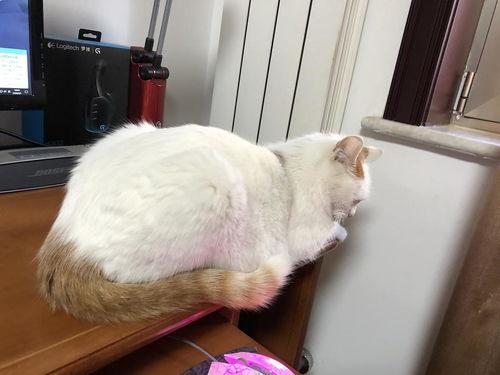 成人绝育方法视频大全